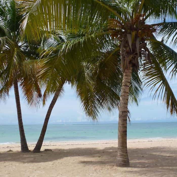 Two palm trees on the sandy beach at Pigeon Point Beach on Tobago.