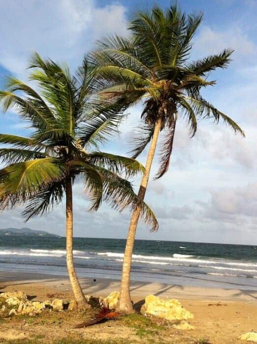 Windswept coastline of Tobago
