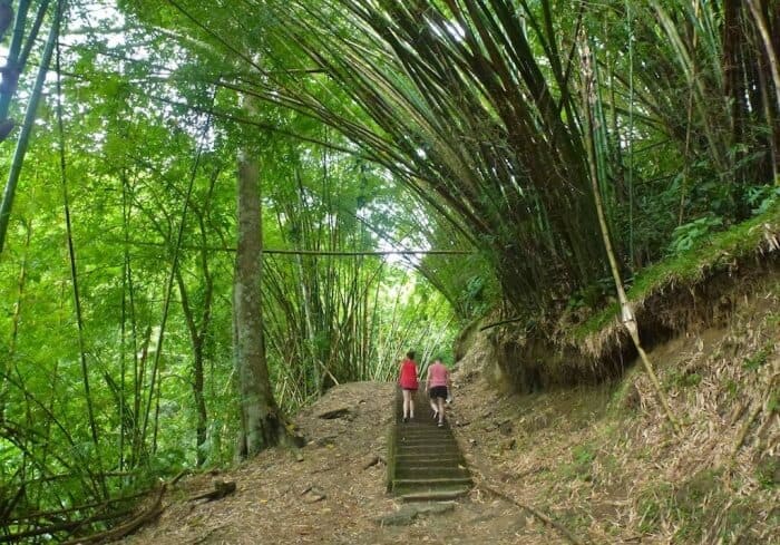 Hiking to Argyle Falls is one of the top things to do in Trinidad and Tobago 