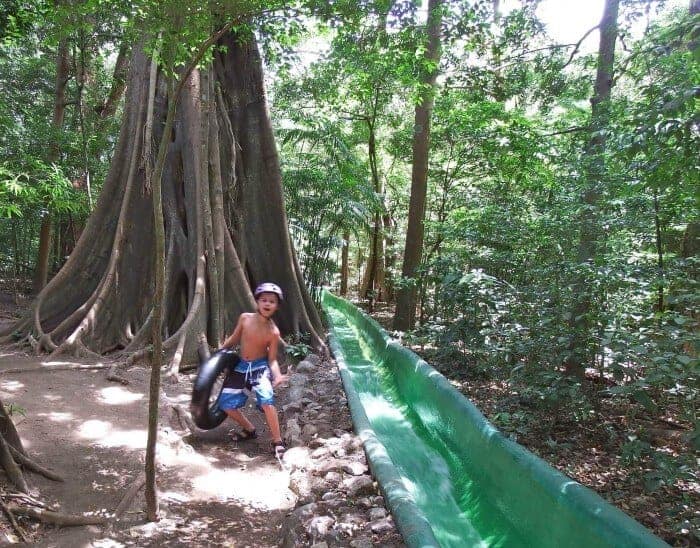 A towering matopalo tree and water slide in the rainforest Rincon de la Vieja in Costa Rica