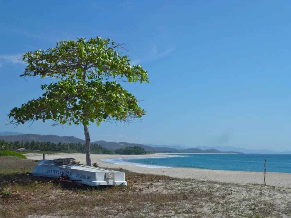 Almond tree at Roca Blanca beach near Puerto Escondido Mexico. 