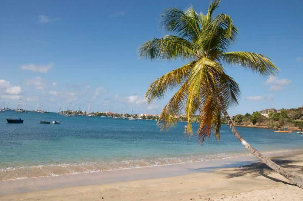 A palm tree on beautiful Prickly Bay Beach in Grenada. 