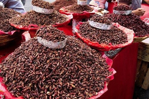 Toasted chapulines ( grasshoppers) in market in Oaxaca