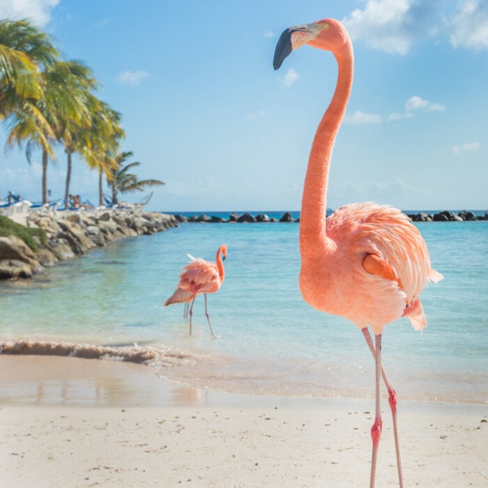 Two pink flamingos on Playa Flamingo Aruba 