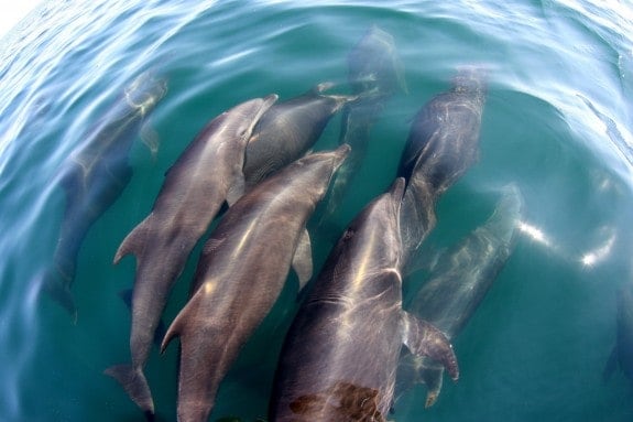 Dolphins seen on a tour with Deep Blue Dive in Puerto Escondido, Oaxaca. 