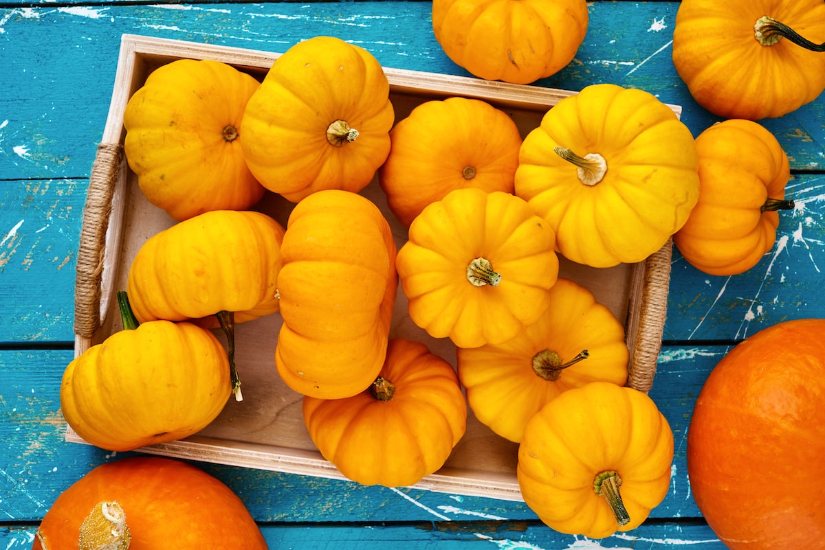 fall pumpkins on a blue background
