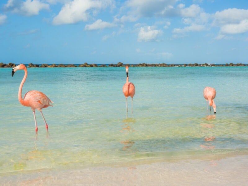 Three flamingos on a beach on Renaissance Island Aruba