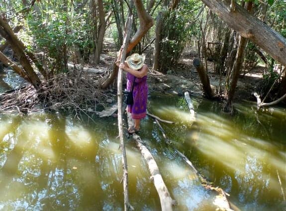 Mangrove lagoon at Barra de Navidad in Oaxaca.