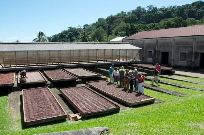 Belmont Estate Cacao bean drying trays