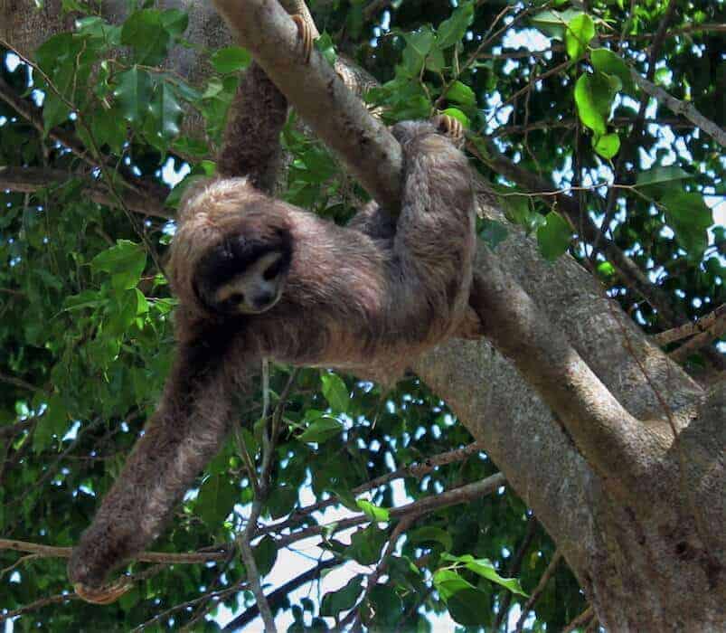 Sloth in the jungle at Dreams Playa Bonita.  