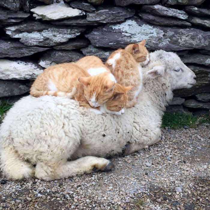 Cute cat and sheep family in countryside of Kerry Ireland. 
