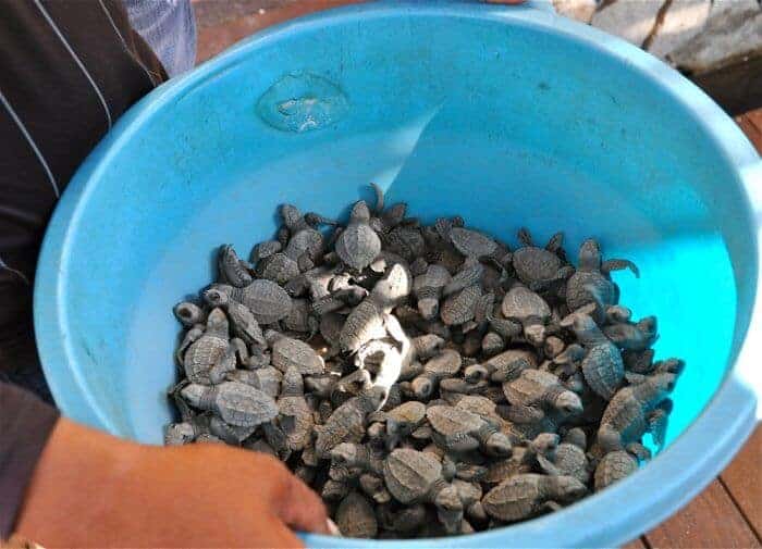 Baby olive ridley turtles ready to be released