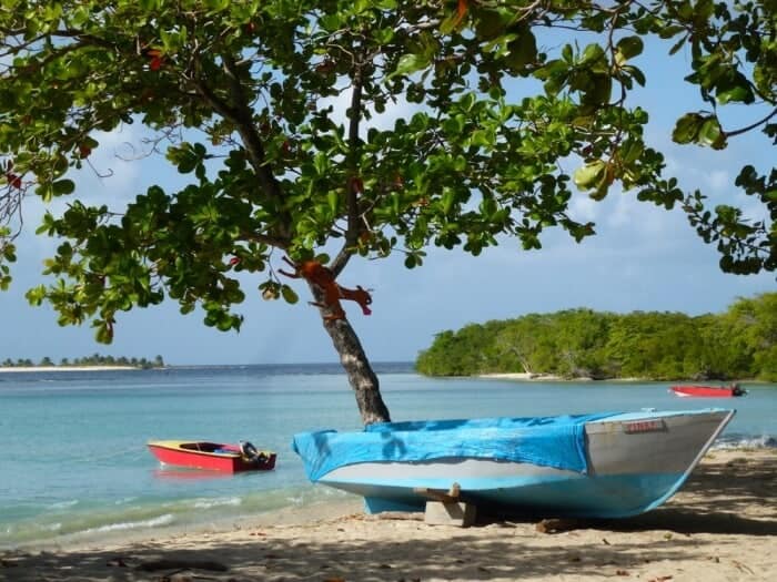 Tree on Paradise Beach on the island of Carriacou.