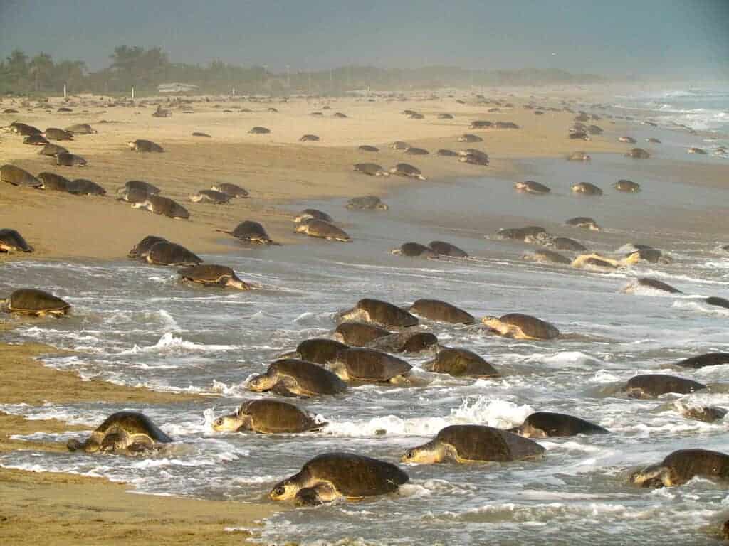 Hundreds of sea turtles nesting during a turtle arribada in Oaxaca Mexico.