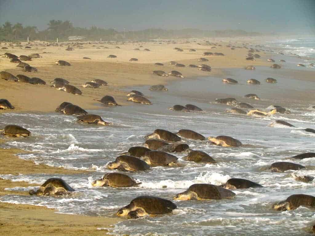 A sea turtle Arribada at La Escobilla Beach in Oaxaca. (Credit WildCoast)