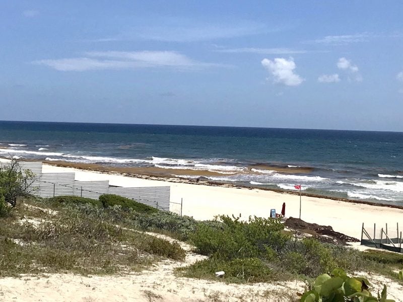 seaweed at Playa Delfines Cancun 