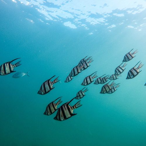 snorkeling Huatulco Mexico