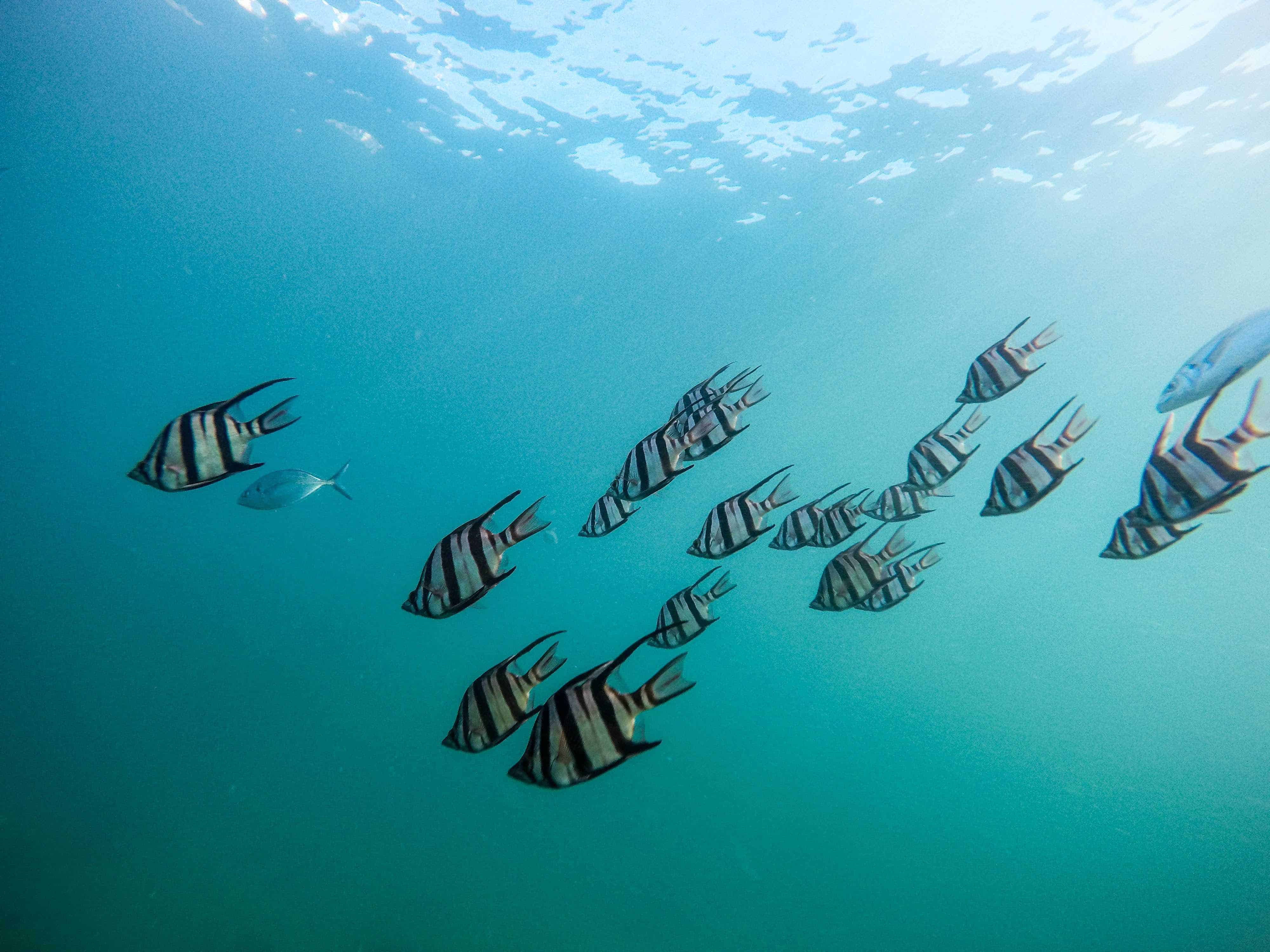 snorkeling Huatulco Mexico