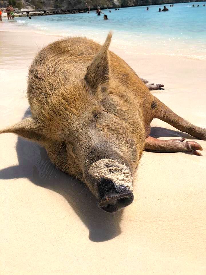 pig beach in Curacao Credit Lauren Siegel 