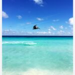 Pelican flying over turquoise water with text overlay of XPU-HA Beach