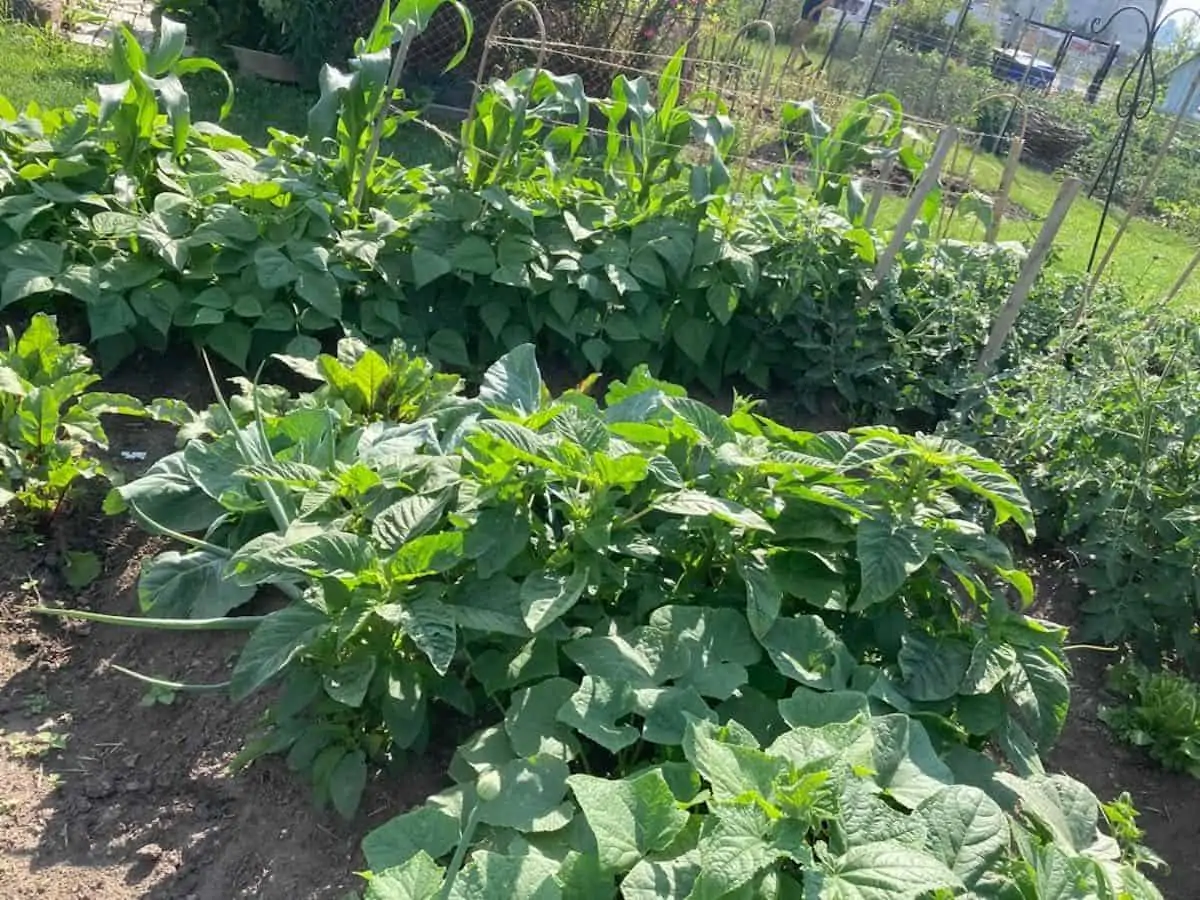 Amaranth growing in a garden in Toronto.