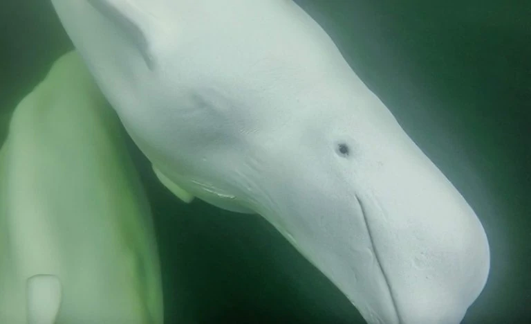 beluga whale Credit Tiffany Spence