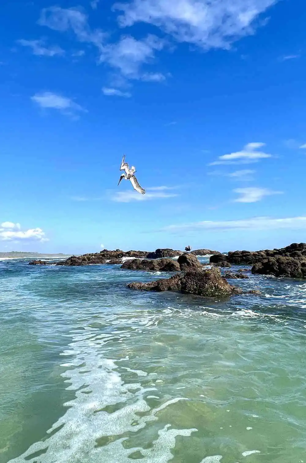 Bird diving for fish at Agua Blanca. 