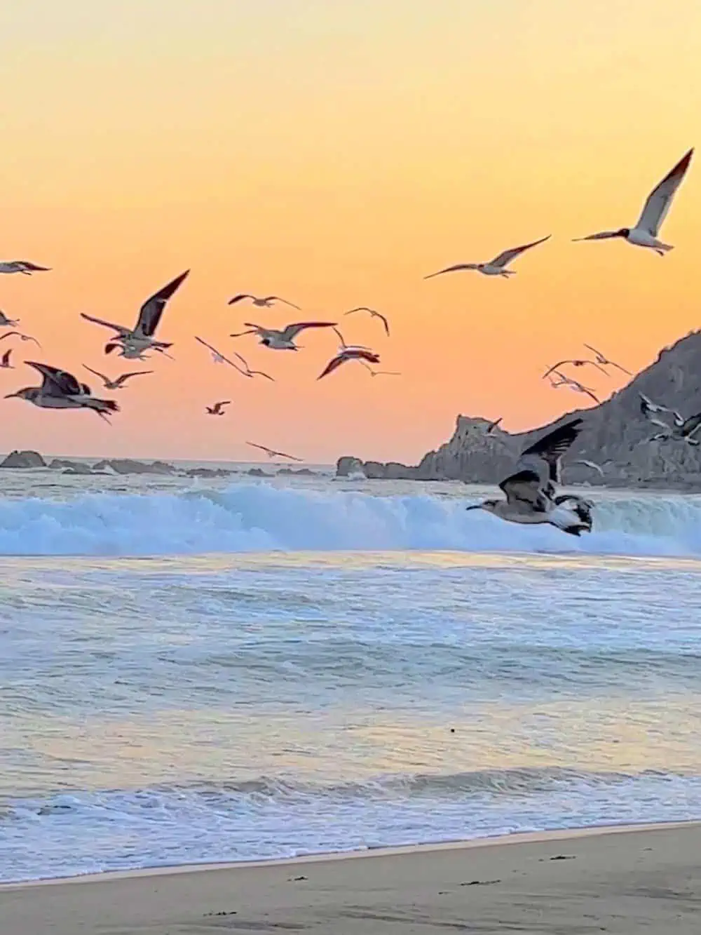 It's a feeding frenzy for birds at Playa La Bocana.