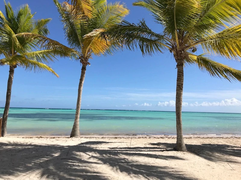 Palm trees at Playa Juanillo at Cap Cana, a popular Punta Cana beach in Dominican Republic.