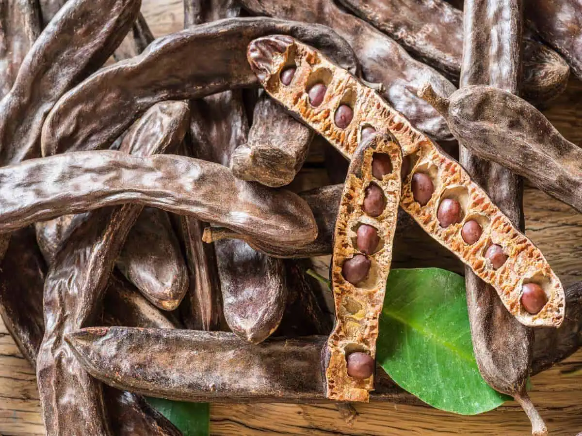 Carob pods and carob beans on the wooden table.