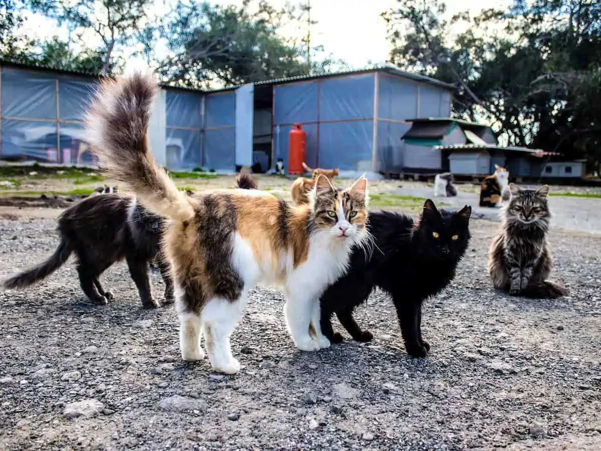 Cats at a shelter in Paphos. DP