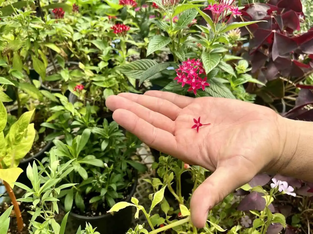 A red edible flower in a outstretched hand. 