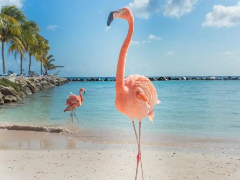 Seeing flamingos is a top thing to do in Aruba.