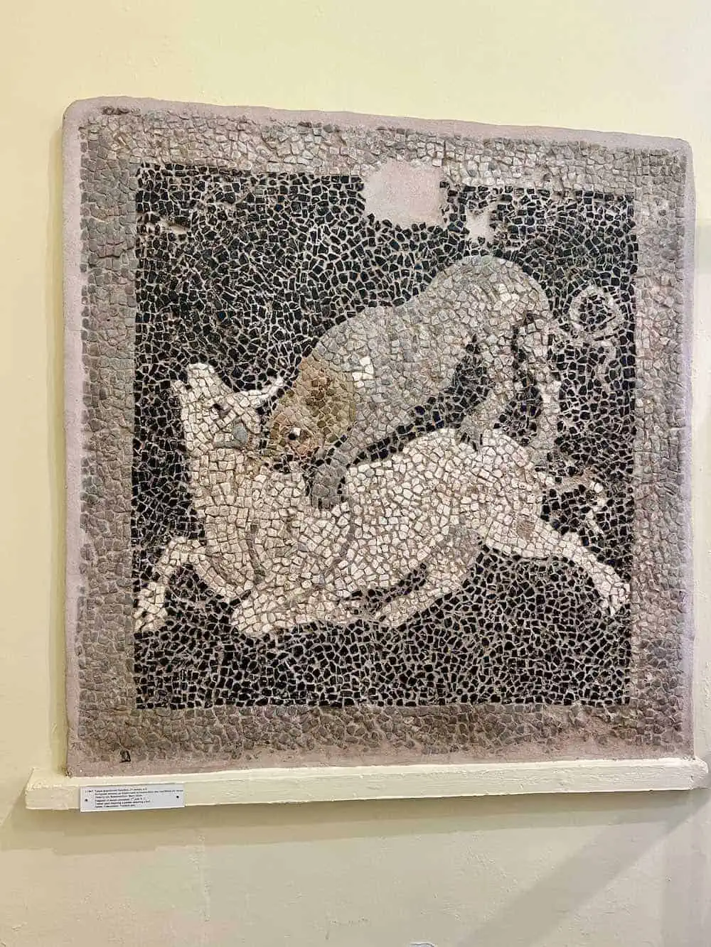 Fragment of a mosaic depicting a panther attacking a bull from 2nd century BC in the Archeology Museum of Sparta. (Credit: Francisco Sanchez)
