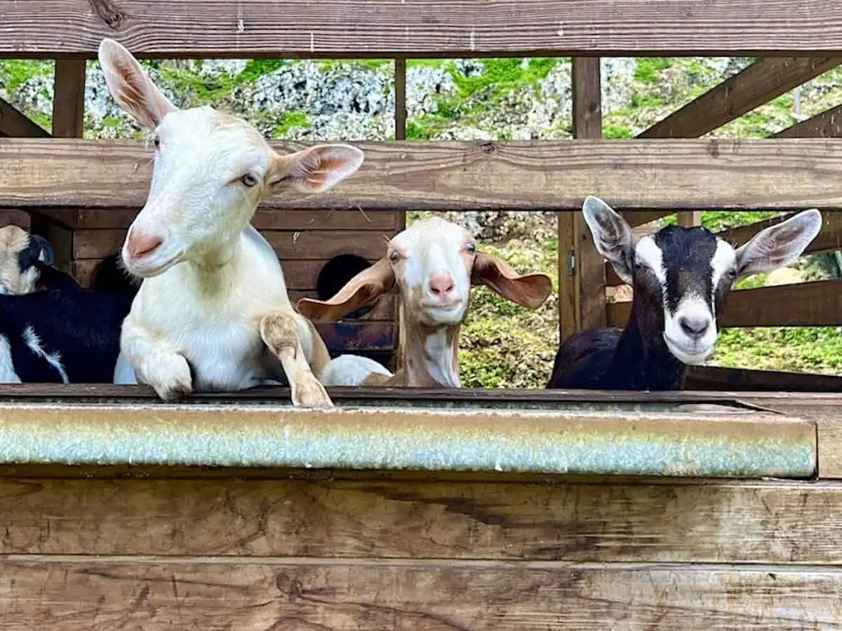 Three goats behind a wooden fence at Frutos del Guacabo a farm in Puerto Rico. 