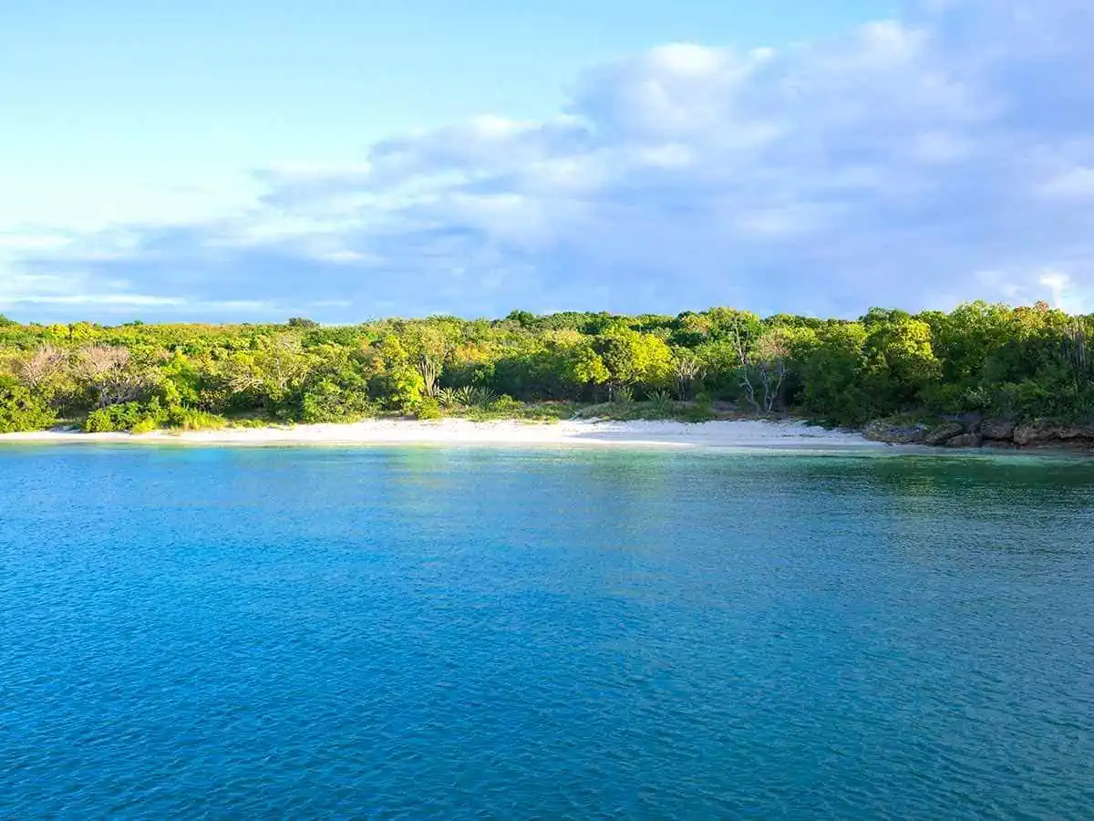 View from the ocean looking towards land with trees.