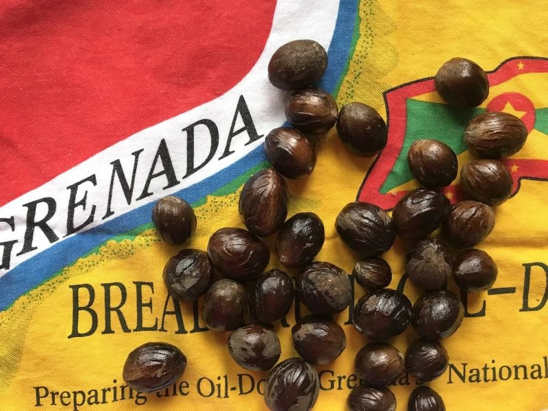 Nutmeg in Grenada