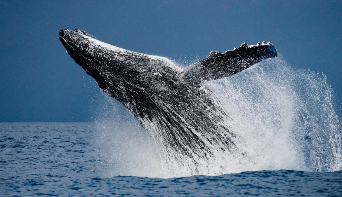 Whale breaching the surface of the water. 