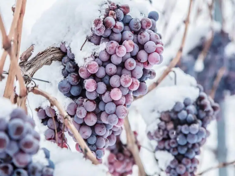 Frozen grapes in a vineyard in winter.