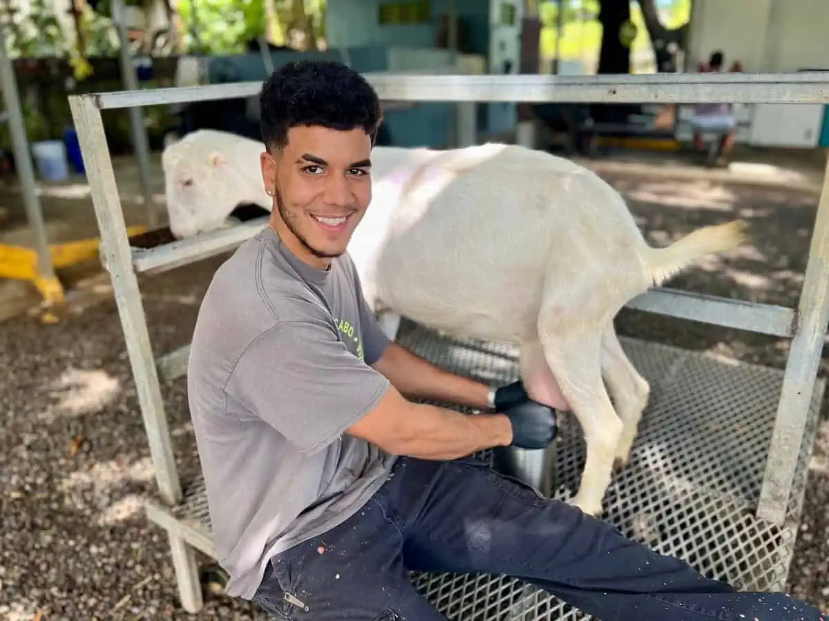 Jezmuel Robles milks goat named Chimbi. 