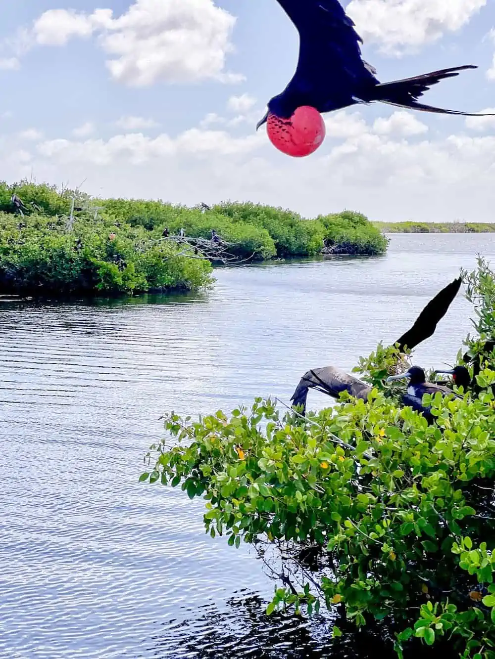 Magnificent frigate bird with inflated throat pouch during mating season.