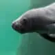 Close-up of a newborn manatee.