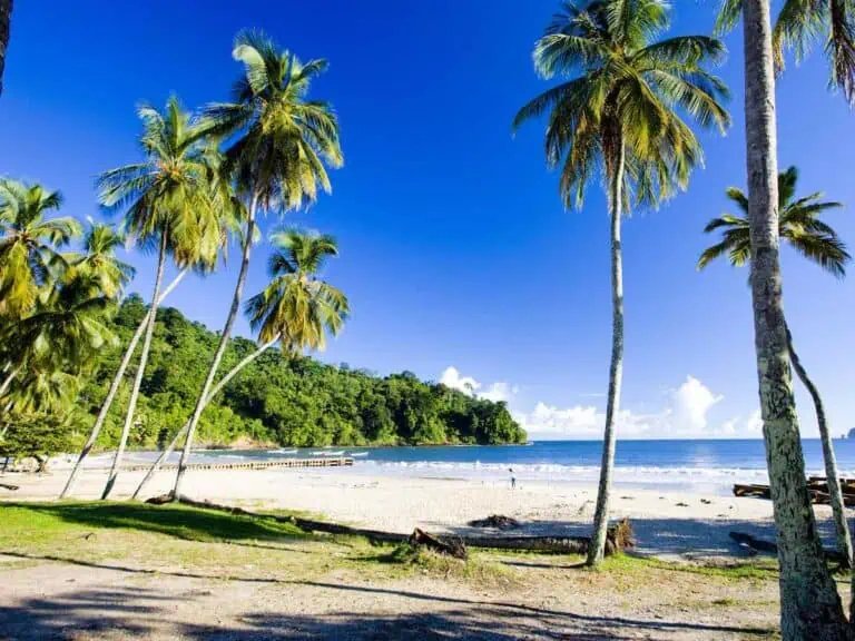 Beautiful palm trees in a sunny day at Maracas Beach in Trinidad.