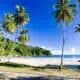 Beautiful palm trees in a sunny day at Maracas Beach in Trinidad.