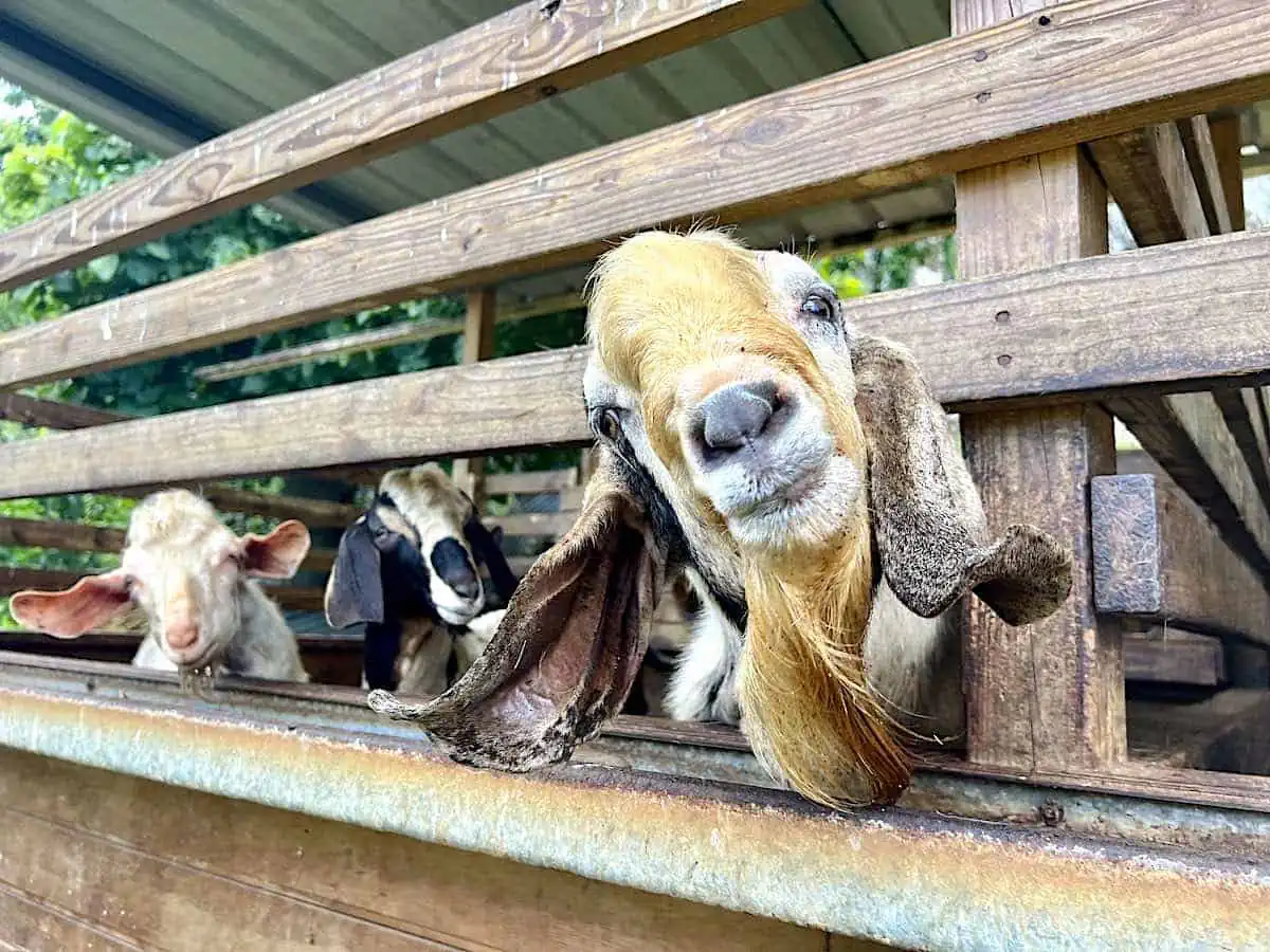 Three goats at the Frutos del Guacabo Farm Tour. 