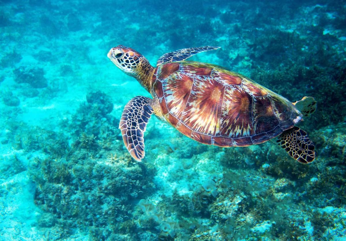 Sea turtle in turquoise blue water.