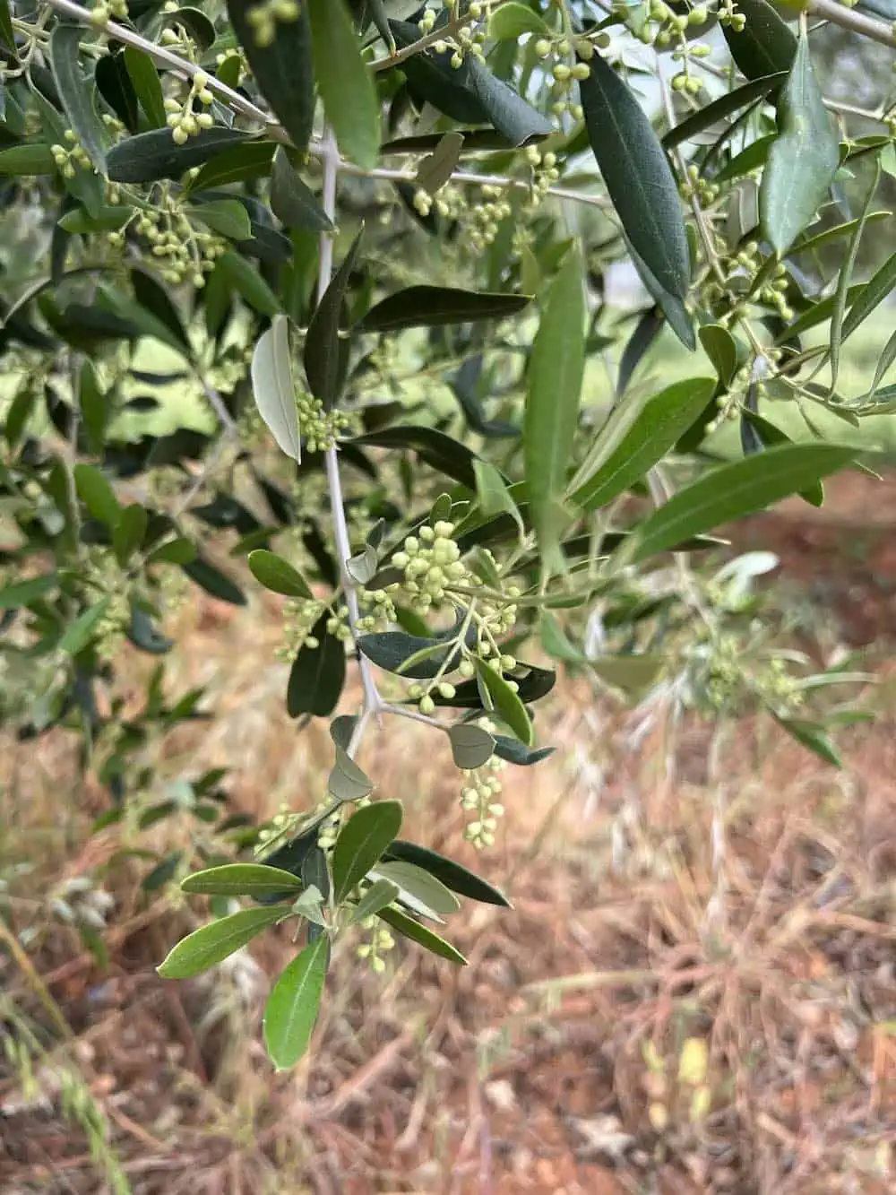 Close-up of an olive tree in bloom in spring near Kalamata, Greece. 