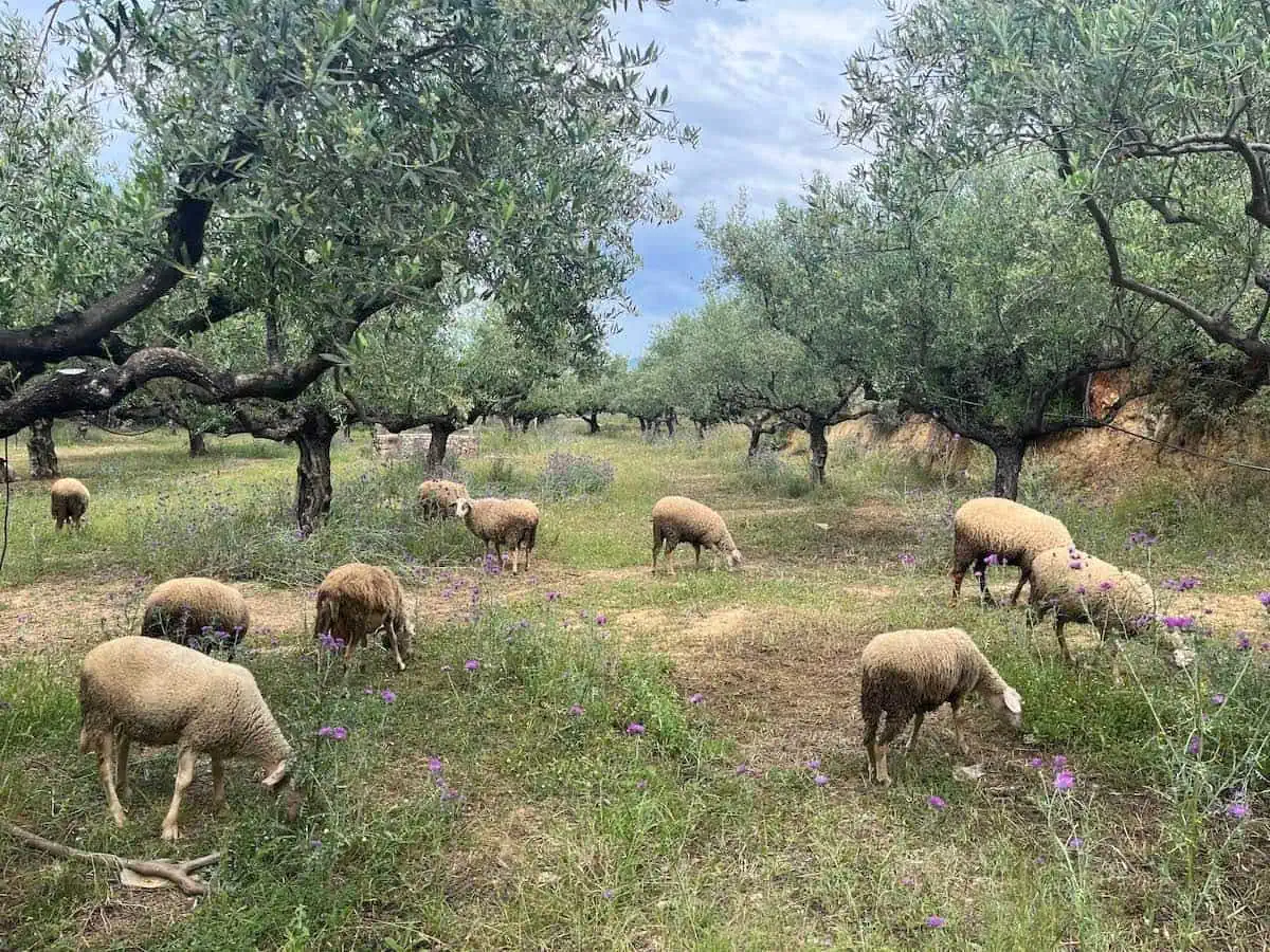 Sheep grazing in an olive grove on the Mani Peninsula of Greece. 