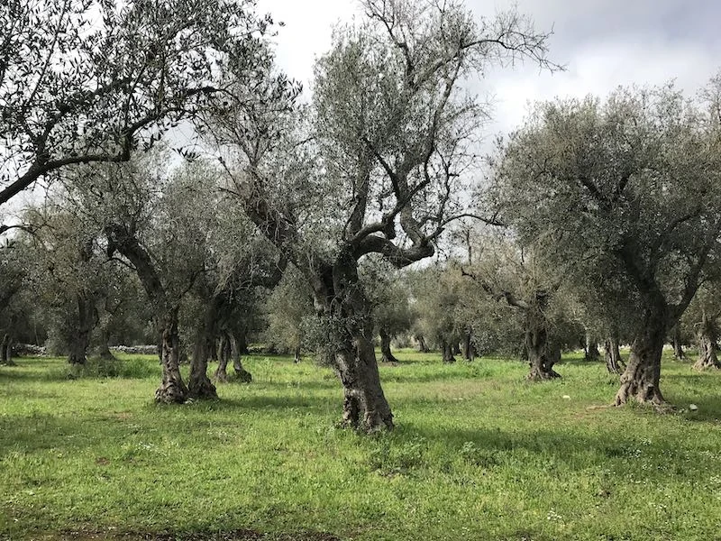 olive trees of salento Italy