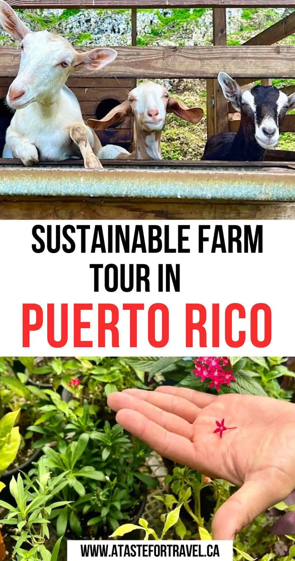 Collage of goats and edible flowers in Puerto Rico.